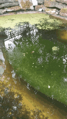 a pond with green algae growing on the bottom of it
