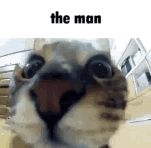 The Man Cat GIF - The Man Cat Bryson GIFs