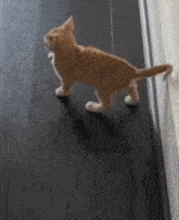 a kitten is walking on a wooden floor next to a door .