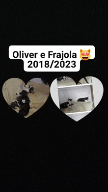 Oliver E Frajola Gatos GIF - Oliver E Frajola Gatos Oliver GIFs