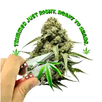 a picture of a marijuana plant with the words trimmed just right ready to sharp