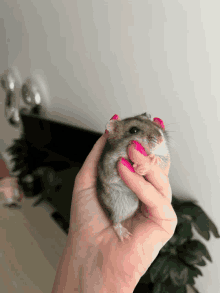 Hamsters Cute GIF - Hamsters Cute Finger GIFs