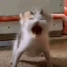 a white cat with its mouth open is standing on a carpet .
