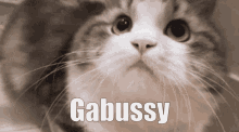 a close up of a cat with the word gabussy above it