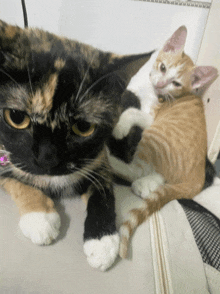 a cat and a kitten are laying on a couch