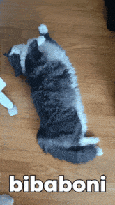 a gray and white cat laying on its back with bibaboni written on the bottom right