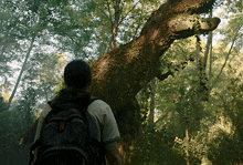 a man with a backpack stands in front of a large tree