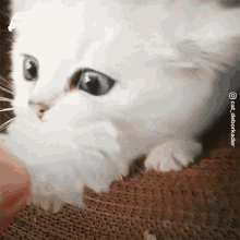 Give It To Me Cute GIF - Give It To Me Cute Kitty GIFs