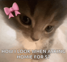a cat with a pink bow on its head and the words how i look when asking homie for $ 7