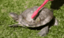 turtle dance brush funny clean