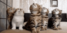 Cat Gif GIF - Cat Gif Magnet GIFs