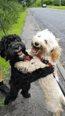 Dogs Hugs GIF - Dogs Hugs GIFs
