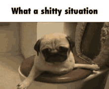 Shitty Pug GIF - Shitty Pug Situation GIFs