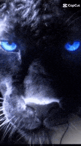 a close up of a cat 's face with blue eyes and the caption capcut
