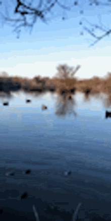 duck hunting scenery lake