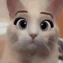 Cat Cute Cat Big Eyes GIF - Cat Cute Cat Big Eyes Cat App GIFs