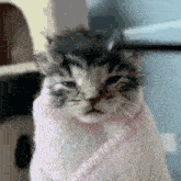 Kitten Brush GIF