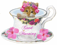 Good Morning Cat GIF - Good Morning Cat Cute GIFs