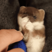 caressing animal stoat robert e fuller cute tiny stoat kit adorable stoat kit