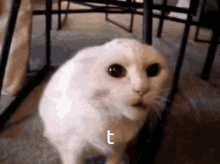 T Cat Draker Cat GIF - T Cat Draker Cat Cat GIFs