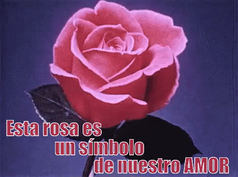 Esta Rosa Es Un Símbolo De Nuestro Amor GIF - Una Rosa Frases De Amor Flor  - Discover & Share GIFs