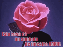 Esta Rosa Es Un Símbolo De Nuestro Amor GIF