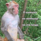 Monkey Funny GIF - Monkey Funny пон GIFs