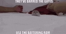 Hamster Banging GIF - Hamster Banging GIFs