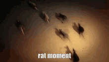 Rat Rats GIF - Rat Rats Rodent GIFs