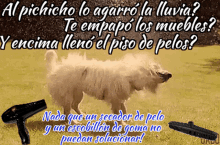 Wet Dog Perro Mojado GIF - Wet Dog Perro Mojado Secador De Pelo GIFs