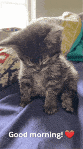 a kitten is sleeping on a bed with a good morning message