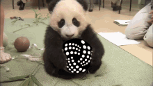 Iota Panda GIF