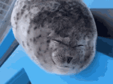 Seal Silly GIF - Seal Silly GIFs