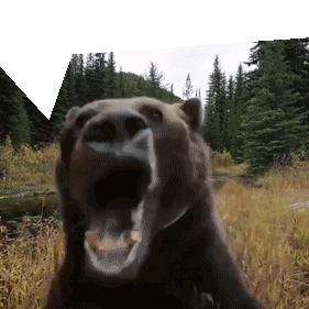 Bear Scream Sticker - Bear Scream Running Stickers