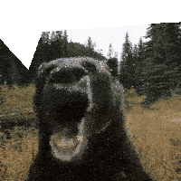 Bear Scream Sticker - Bear Scream Running Stickers
