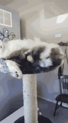 Floof Cat GIF - Floof Cat Cute GIFs