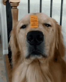 Dog Balance GIF - Dog Balance Nose GIFs