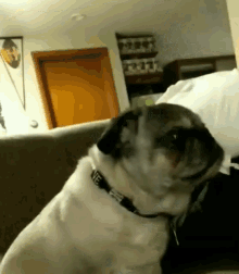 What Are You Looking At Pug GIF - What Are You Looking At Pug Stare GIFs