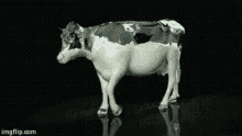 Cow Milk GIF