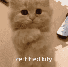 certified kity