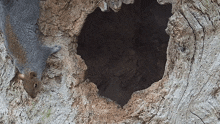 Looking Inside Squirrel GIF - Looking Inside Squirrel Robert E Fuller GIFs