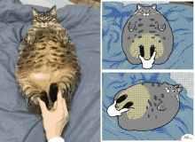 Cat Kitty GIF - Cat Kitty Animated GIFs
