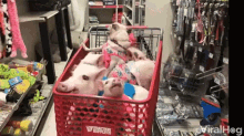 Viralhog Piggies GIF - Viralhog Piggies Pigs GIFs