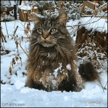 Cat Snow GIF - Cat Snow What GIFs