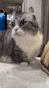 a gray and white cat is sitting on a couch and looking at the camera
