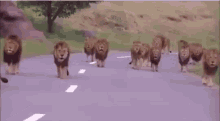 Animals Lion GIF - Animals Lion GIFs