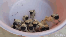 Scambling Crowded GIF - Scambling Crowded Pugs GIFs