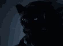 Panther Suggestive GIF - Panther Suggestive GIFs