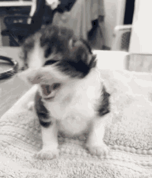 Kitten Kitty GIF - Kitten Kitty Yell GIFs