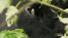 Scratching Head Mojo GIF - Scratching Head Mojo A Hard Life For A Gorilla GIFs